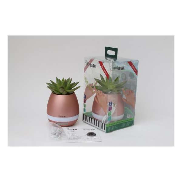 Plantiano Brons roze met Echeveria