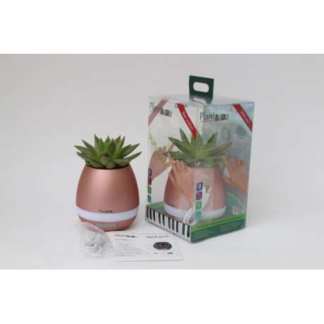 Plantiano Brons roze met Echeveria