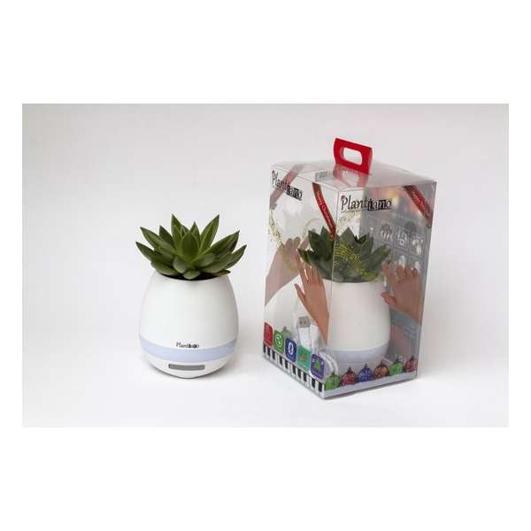 Plantiano mat wit met Echeveria