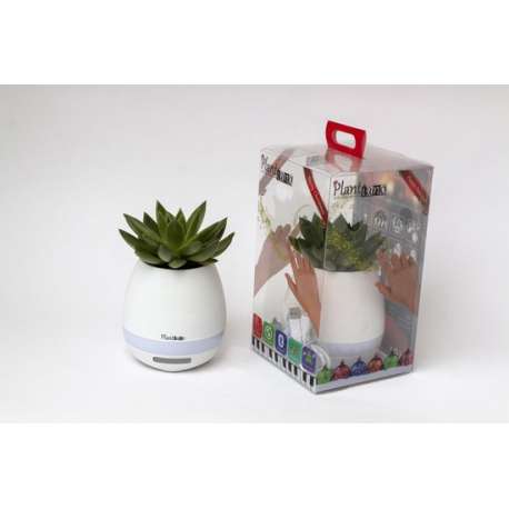 Plantiano mat wit met Echeveria