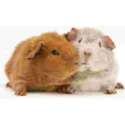 2 Guinese Biggetjes  Muismat